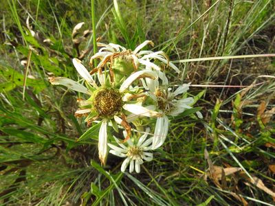 Silphium albiflorum, photographed by Annika Lindqvist