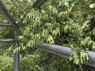 Aphananthe aspera, photographed by 呂一起(Lyu yi-chi)