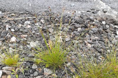 Bulbostylis capillaris, photographed by Quinten Wiegersma