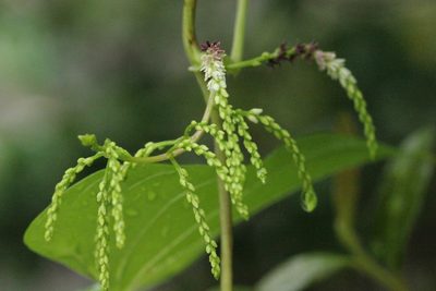 Dioscorea bulbifera, photographed by Agnes Trekker