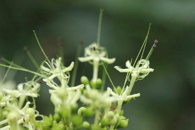 Clerodendrum cyrtophyllum, photographed by Agnes Trekker