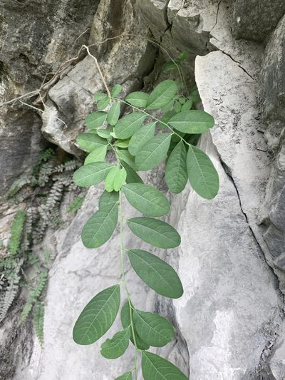 Flueggea suffruticosa, photographed by 呂一起(Lyu yi-chi)