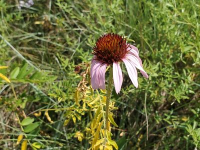 Echinacea angustifolia, photographed by Craig Martin
