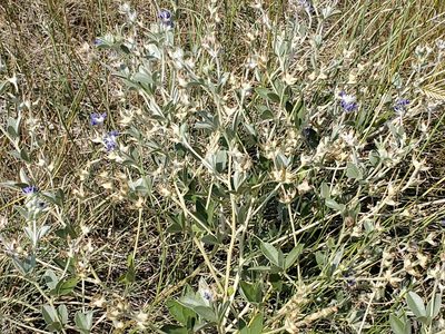 Pediomelum argophyllum, photographed by Craig Martin