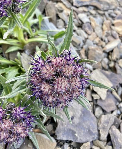 Saussurea nuda, photographed by Caleb Catto