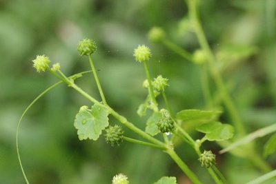 Hydrocotyle ramiflora, photographed by Agnes Trekker