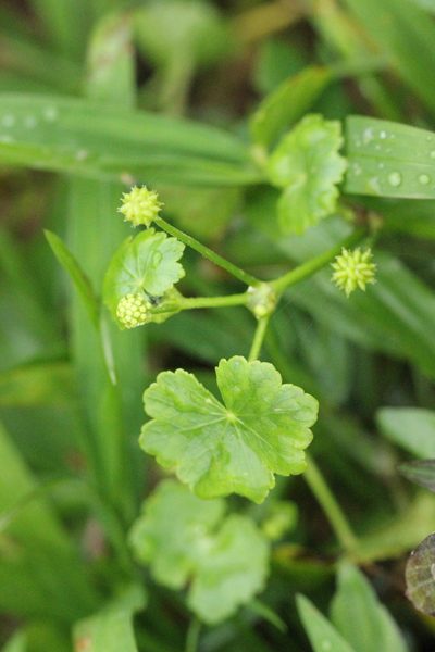 Hydrocotyle ramiflora, photographed by Agnes Trekker