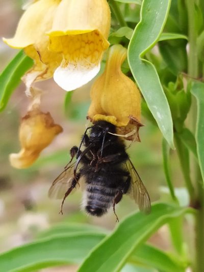 Digitalis laevigata, photographed by Josip Skejo