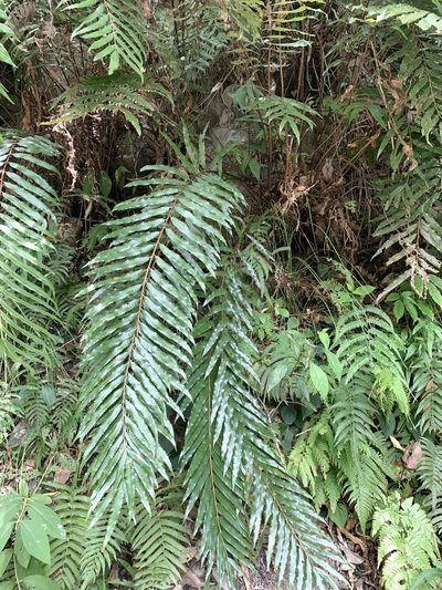 Plenasium banksiifolium, photographed by 呂一起(Lyu yi-chi)