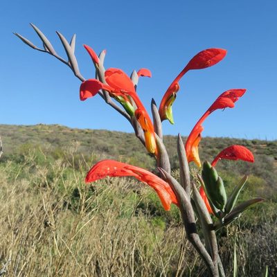 Gladiolus saccatus, photographed by Kevin Murray