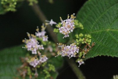 Callicarpa rubella, photographed by Agnes Trekker