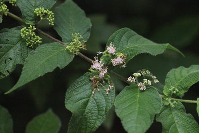Callicarpa rubella, photographed by Agnes Trekker