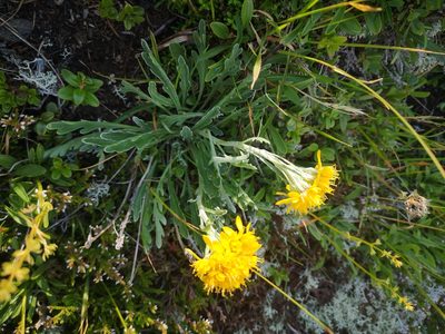 Jacobaea carniolica, photographed by E. A.
