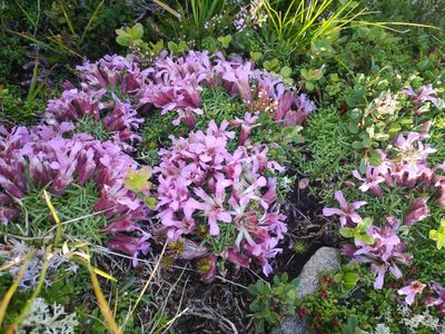 Saponaria pumila, photographed by E. A.