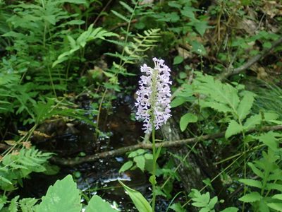 Platanthera psycodes, photographed by Lynn Harper