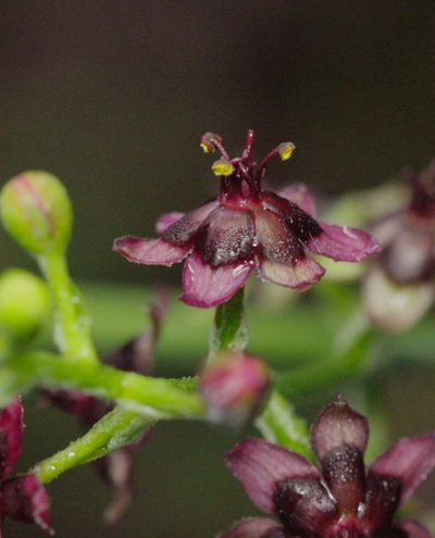 Veratrum schindleri, photographed by Agnes Trekker