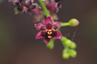 Veratrum schindleri, photographed by Agnes Trekker