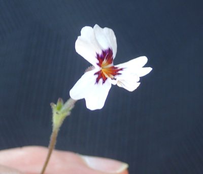 Jamesbrittenia racemosa, photographed by Peter Warren