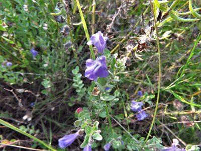 Scutellaria wrightii, photographed by Annika Lindqvist