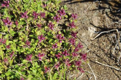Thymus reverdattoanus, photographed by nina_nesterova