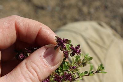 Thymus reverdattoanus, photographed by nina_nesterova