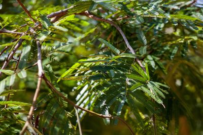 Parkia platycephala, photographed by João D'Andretta
