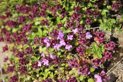 Thymus reverdattoanus, photographed by nina_nesterova