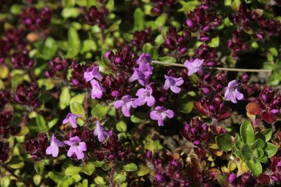 Thymus reverdattoanus, photographed by nina_nesterova