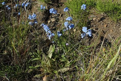 Myosotis asiatica, photographed by nina_nesterova