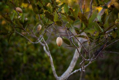 Qualea parviflora, photographed by João D'Andretta