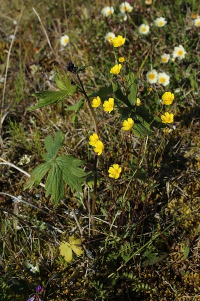 Potentilla stipularis, photographed by nina_nesterova