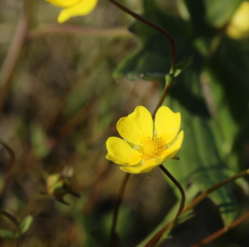 Potentilla stipularis, photographed by nina_nesterova