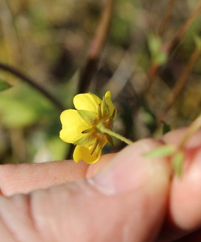 Potentilla stipularis, photographed by nina_nesterova