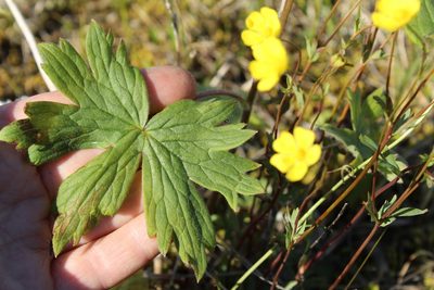 Potentilla stipularis, photographed by nina_nesterova