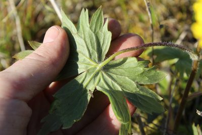 Potentilla stipularis, photographed by nina_nesterova