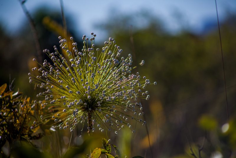 Paepalanthus chiquitensis, photographed by João D'Andretta