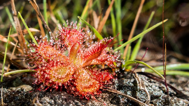 Drosera sessilifolia, photographed by João D'Andretta
