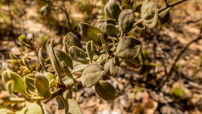 Krameria tomentosa, photographed by João D'Andretta