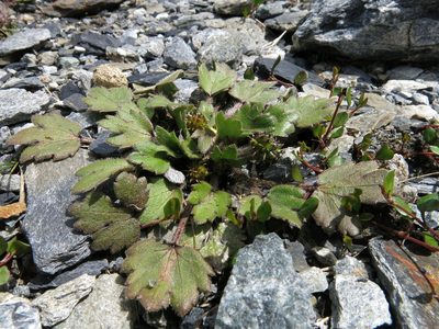 Ranunculus foliosus, photographed by John Barkla