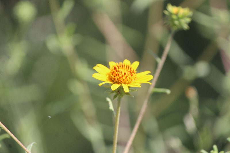 Viguiera linearis, photographed by José Belem Hernández Díaz