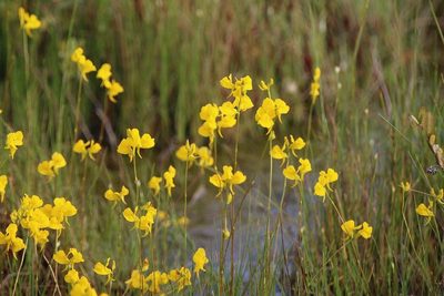 Utricularia cornuta, photographed by er-birds