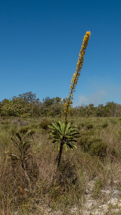 Vochysia palmirana, photographed by João D'Andretta