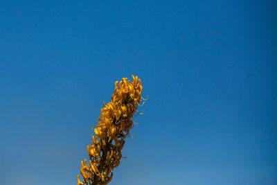 Vochysia palmirana, photographed by João D'Andretta