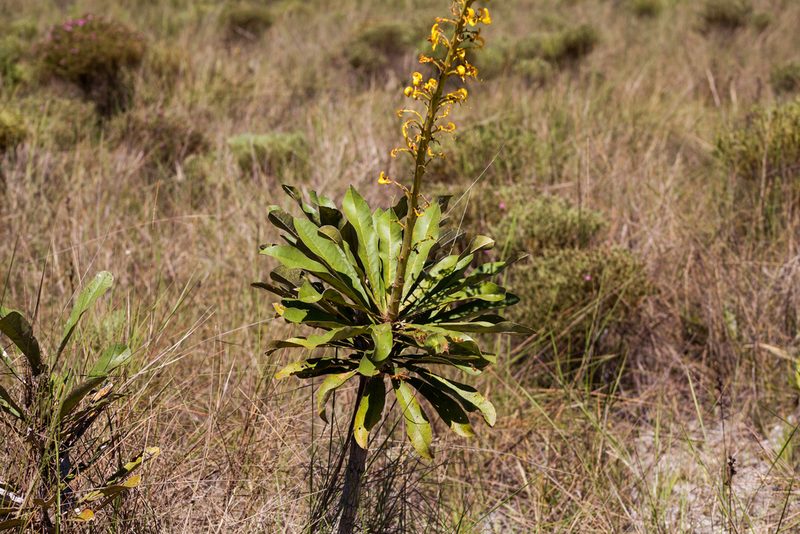 Vochysia palmirana, photographed by João D'Andretta
