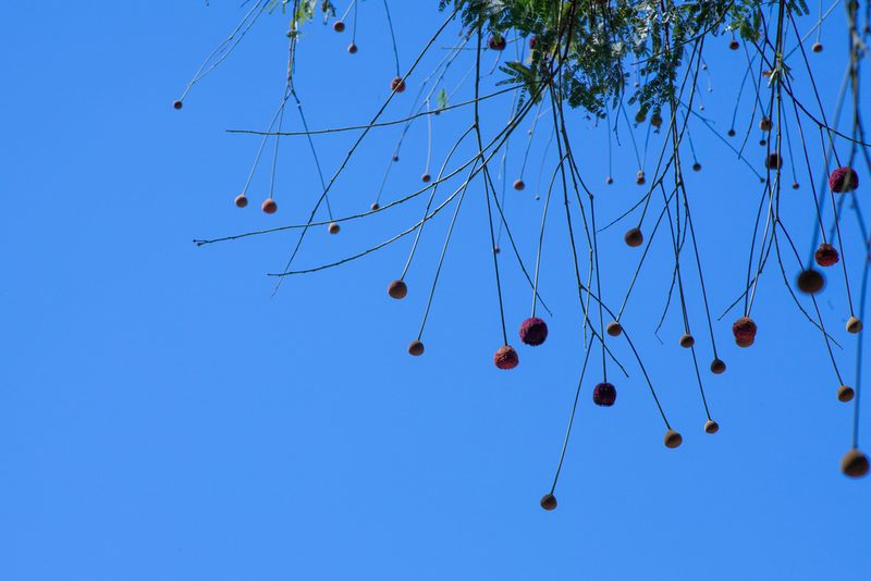 Parkia platycephala, photographed by João D'Andretta