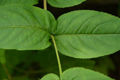 Diervilla sessilifolia, photographed by Siddarth Machado