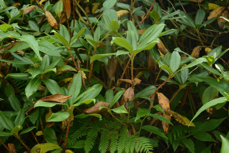Rhododendron smokianum, photographed by Siddarth Machado