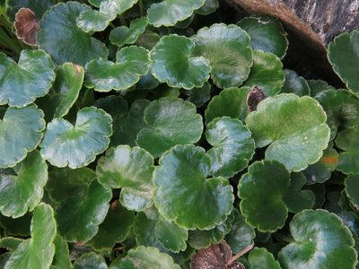 Azorella haastii, photographed by John Barkla