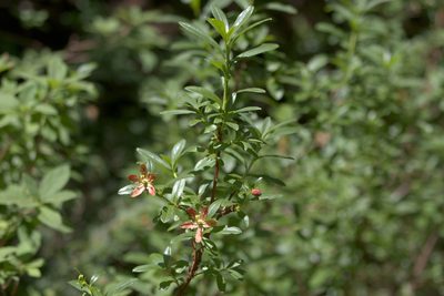 Elliottia pyroliflora, photographed by Eric Habisch