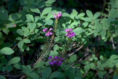 Phyllodoce empetriformis, photographed by Eric Habisch